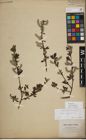Foto von Salix myrsinifolia Salisb.